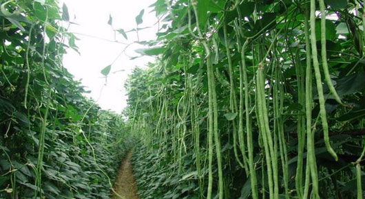 东莞蔬菜配送蔬菜有哪些营养做法？